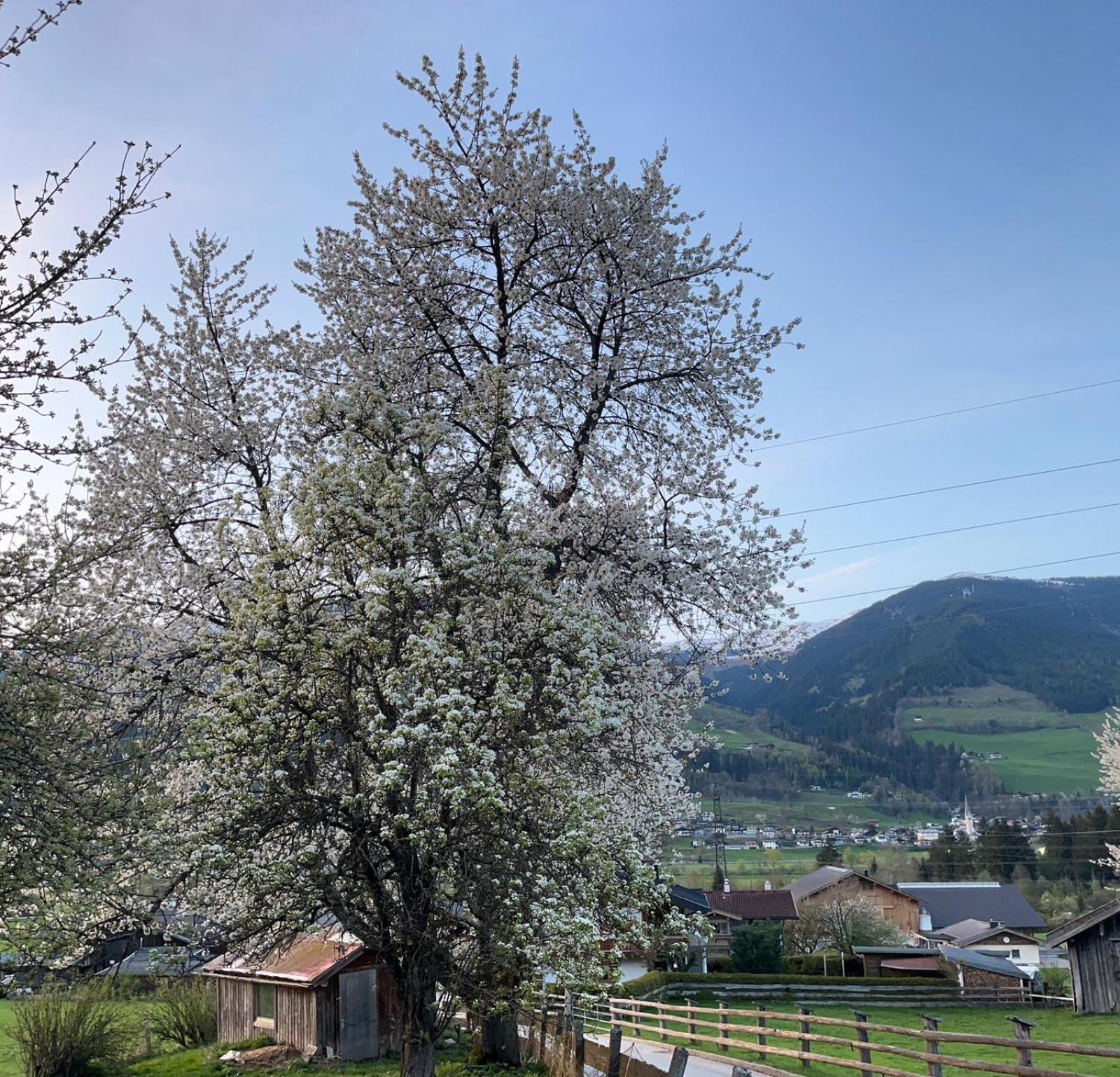 Bichlhaus Appartement